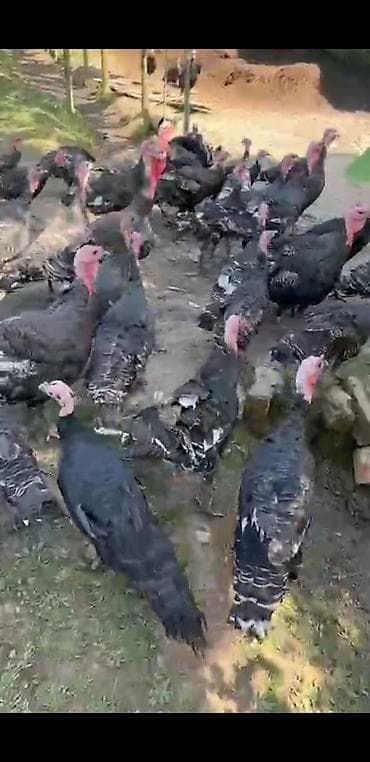 220 dene agir cekili hunduwqalar Təsvir: - Açıq havada saxlanılan