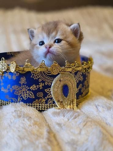 Gəmiricilər: Britan, Erkək, Dişi, Yaxşı əllərə, Ödənişli çatdırılma, Ünvandan götürmə, Rayonlara çatdırılma — 2