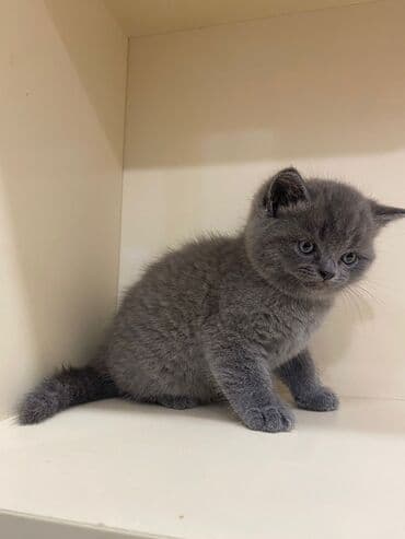 yuxuda qaz balası görmək: Şotland, Erkək, Dişi, Yaxşı əllərə, Ünvandan götürmə, Pulsuz çatdırılma, Ödənişli çatdırılma — 10