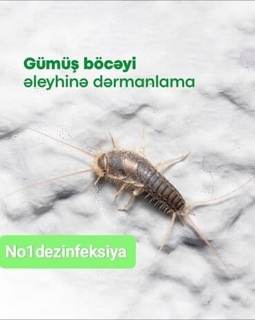 чистка мебели на дому: Дезинфекция, дезинсекция | Клопы, Блохи, Тараканы | Квартиры, Кафе, магазины, Дворы — 6