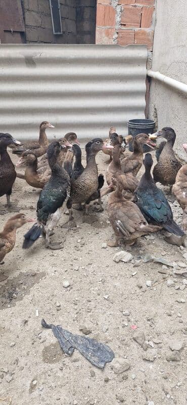 ördək balası satışı: Bismillah.Salam 11 Ədəd Qırmızı Öküz Krasnadar Və 8 Ədəd Zumrudu — 4