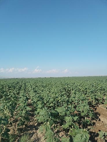 şirket satışı: 6400 sot, Kənd təsərrüfatı, Kupça (Çıxarış) — 6