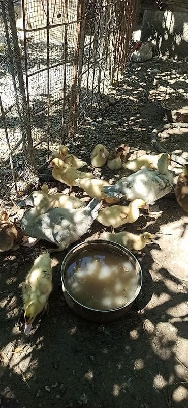 Məhsul: Ördək balaları (Muscovy/indo-ördəyi cinsli balalar) Təsvir: - — 2