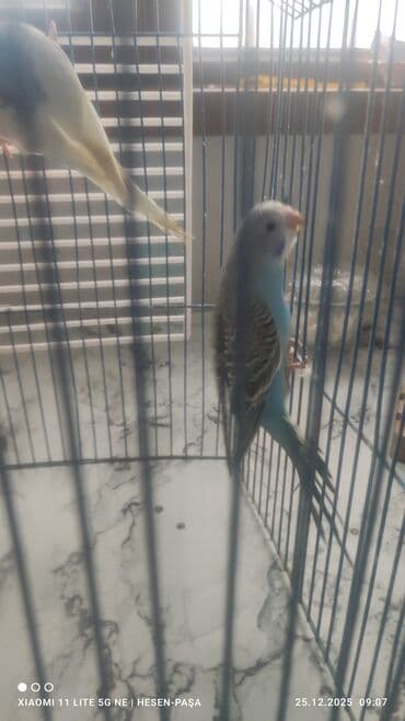 Qaşıqlar: Məhsul: Dalmatian və klassik rəngli dalğalı tutuquşular (3 ədəd) və — 4