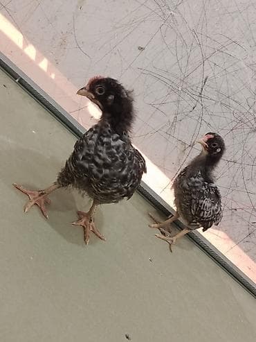 setteri it cinsi: 35 gunluynde satlax yen ayin 15 ineler vursan sora satwa cixacxa tam — 1