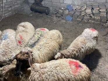 Salam heyvanlar hamısı sağlam heyvanlardı hamısı boğazdır!!! — 6