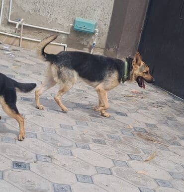 alman çoban köpeği: Alman çoban iti, 1 il, Erkek, Peyvəndli, Ünvandan götürmə, Pulsuz çatdırılma — 1