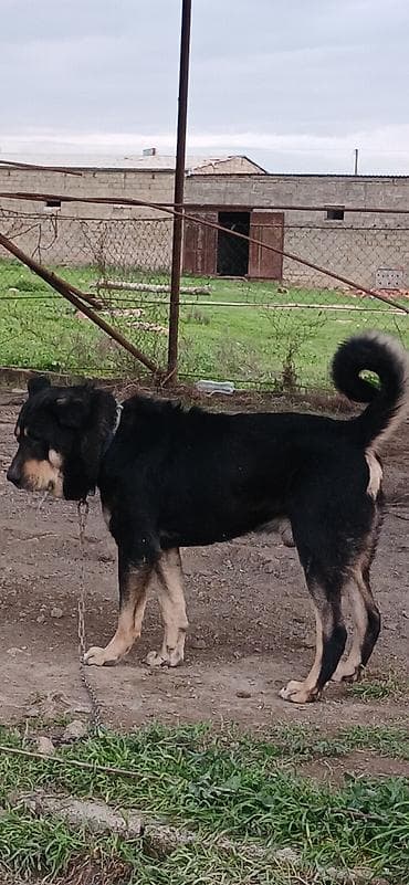 doberman satışı: Qurdbasar, 3 il, Erkek, Peyvəndli, Ödənişli çatdırılma — 2