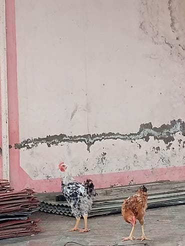 Məhsul: Ev toyuqları (2 ədəd)