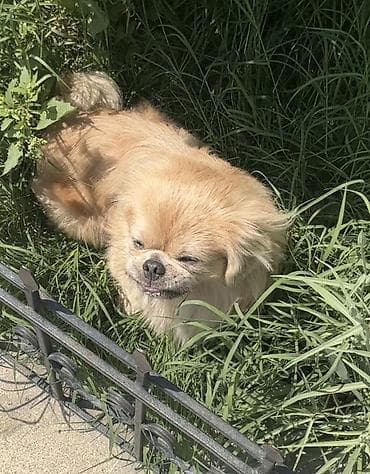 Pekines lalafo.az -da Pekines