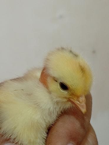 Cücələr: Toyuq cücələri, Damazlıq — 8