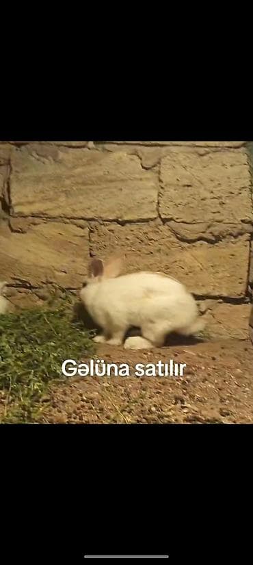 gencede heyvanlar: Ağ rəngli ev dovşanları – gəlünə satılır. Salam aleykum balaca qulaq — 2