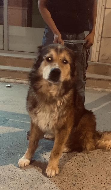 pulsuz it verilir: Razılasma yolu ile kafqaz çoban iti tecili satılır 15 aylıqdı — 1