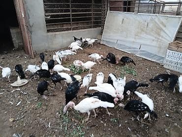 hindus: Məhsul: Hind quşları (sürü halında) Qiymət son 1 eded 25 azn Təsvir: - — 2