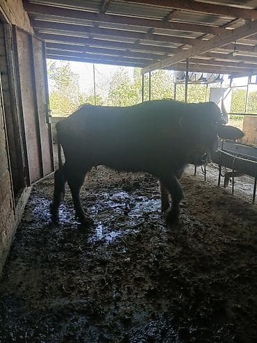 ev itleri balaca: Öz qapımın heyvanıdı Kısır qaldı deyə satıram kök dü kəskiyə yarayır — 1