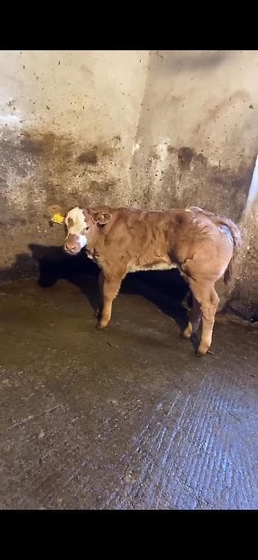 Cins buzov – ətlik istiqamət - Rəng: açıq qəhvəyi, alnında ağ ləkə - lalafo.az -da Cins buzov – ətlik istiqamət - Rəng: açıq qəhvəyi, alnında ağ ləkə -