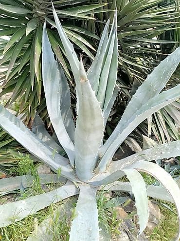 Agave americana (Amerika aqavası) – böyük dekorativ sukulent - Növ