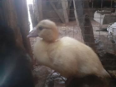 it bazari hardadi: Erkək, | Macar, Damazlıq, Ünvandan götürmə — 9