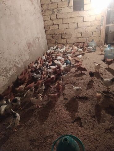 Gəmiricilər: Toyuq cücələri, Ətlik — 2