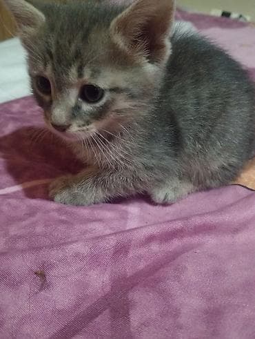 коты в добрые руки: Британская, Самец, В добрые руки, Самовывоз, Платная доставка — 3