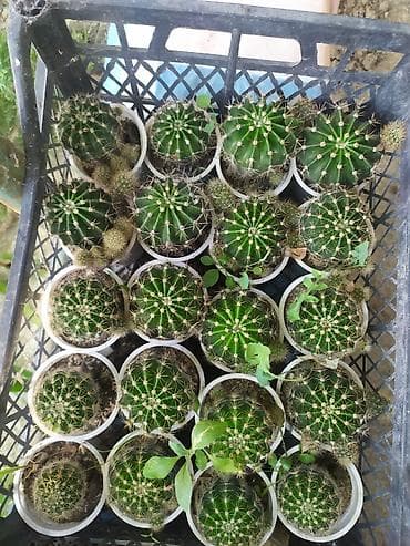 bitki: Mini kaktus kolleksiyası – Echinopsis/Parodia tipli şar formalı — 3