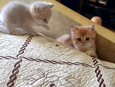 pișik: Şinşilla, Erkək, Dişi, Ünvandan götürmə, Ödənişli çatdırılma — 2