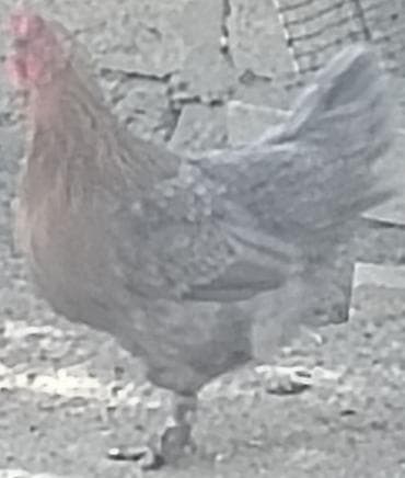 lider toyuqları: Brama toyuğu — 2