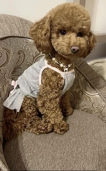 itler xasqi: Peyvəndli — 7