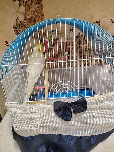 heyvanlar üçün mallar: Əl quşudur, erkəkdir. 1 aylığından bizdədir, hazırda 2 yaşı var. Bir — 2