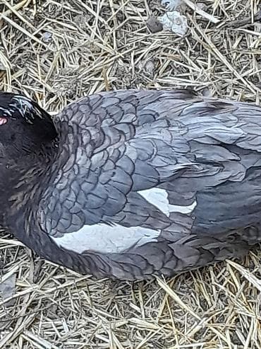 Atlar: Təmiz Musk ördəkləri yalnız erkək ördək satılır hazırda 6 kqa yaxın — 6