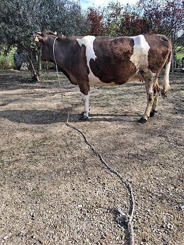 inekler ucar: Dişi, Simental, il: 5, Südlük, Ünvandan götürmə — 4