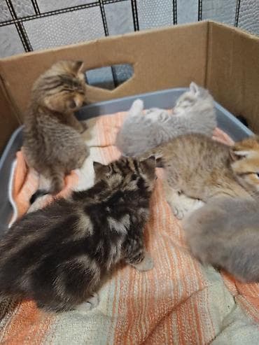 heyvan geyimi: Şotland — 5