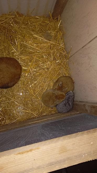 akvarium sumqayit: Temiz karlikdi evde saxlamaq ucundu ceki artirmir — 3