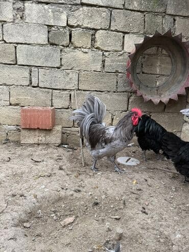 helep keci: Məhsul: Safqan xoruzlar - Növ və rəng: Fotolarda iki fərqli xoruz — 2