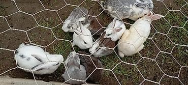 diri quzu satisi: Atası yeni Zelandiya video kaliforniya qarışığıdi anası yerli sortdu — 2