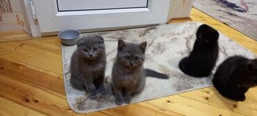 cins pişik satışı: 50 ile 400 arasi cins saf qan saqlam pisiklerimiz var sekilde olmayan — 2