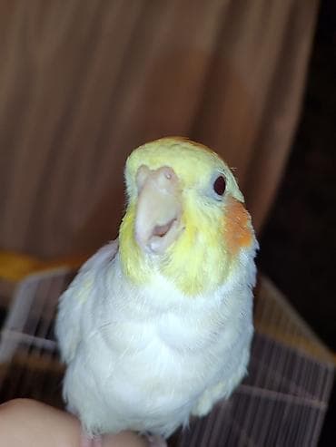 Erkək Karella satılır adı Ori di 7 aylıq quşdu ələ çiyinə başa rahat