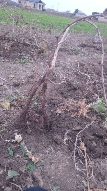 göy daş satışı: Sultani uzum taniyan bilen bilir bilmeyen maraqlansin sayca az qalib — 5