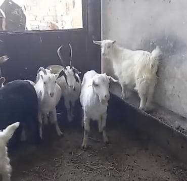 alabay satisi: Bakinin Qala kendinde erkek cepiwler satilir. Diri ceki ile 9 — 2