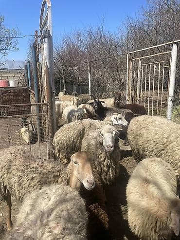 keci aliram: Qoyun və Keçi — təsərrüfat heyvanları - Növ: yerli qoyunlar və uzun — 9