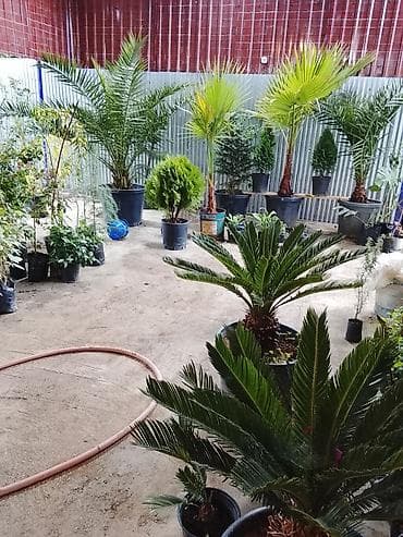 gül toxum: Gülər Gül Ağaclarin Sifarişi 📲050 898 75 40 Gülər — 7