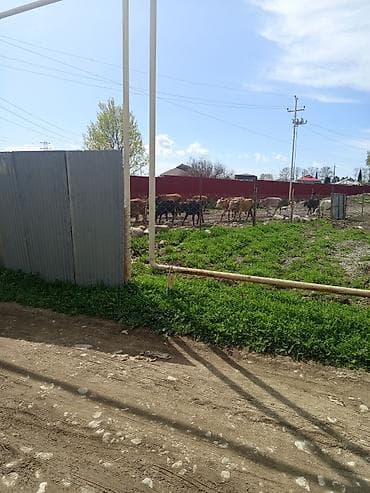 продажа дачных участков в баку: Для строительства, Возможен обмен, Купчая — 1