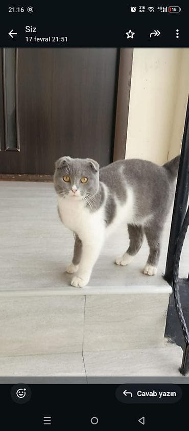 barama qiymeti: Şotland, Erkək — 5