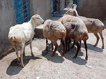 qara mal: Salam 3 çi 600 manat endrim var ətlik kök - Şəkildə gördüyünüz yerli — 1