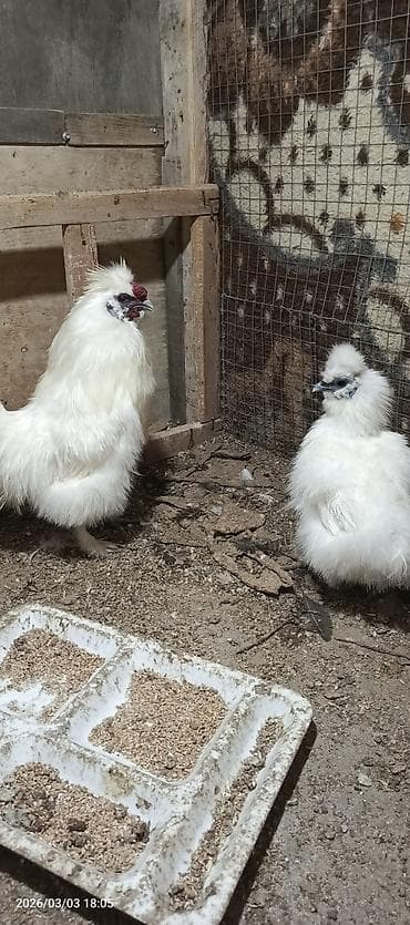 Toyuq, Damazlıq lalafo.az -da Toyuq, Damazlıq