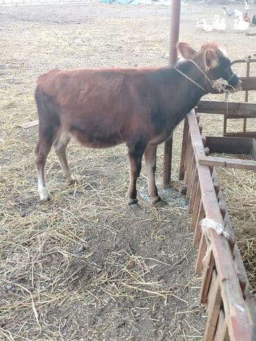 tap az sudluk inəklər: Mal-qara: Dişi buzov - Cins/type: qırmızı-qonur rəngli, alnında kiçik — 3