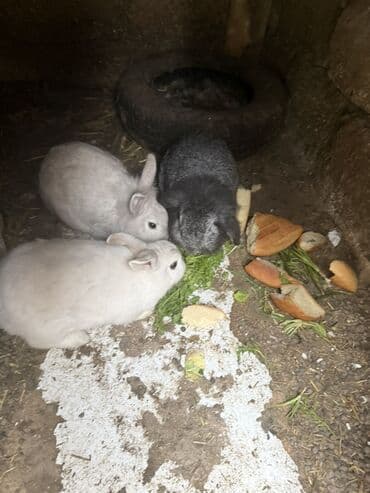 Гуси: Dekorativ dovşanlar Cins dovsanlardi 1 ededi 10 azn 7 ededdir hamsini — 3