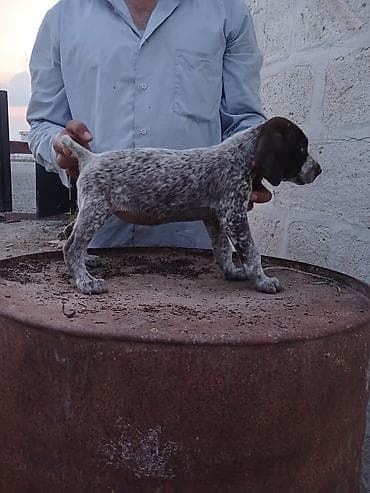 cins qazlar: Alman qısatüklü ov iti balası (German Shorthaired Pointer) – — 1