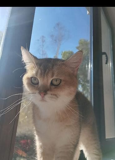 pisik cutlesme: Qızıl şinşilla, Dişi, Yaxşı əllərə, Ünvandan götürmə — 1