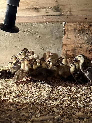 dovsan yemi: Lal ördək balalrı cinsdilər Krasnadar,zümrüdü,lavanda və yerli 3 - — 4